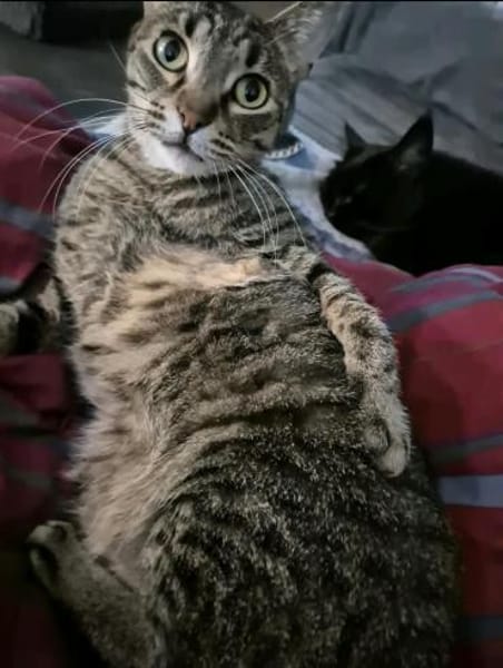 Milly die Schüchterne