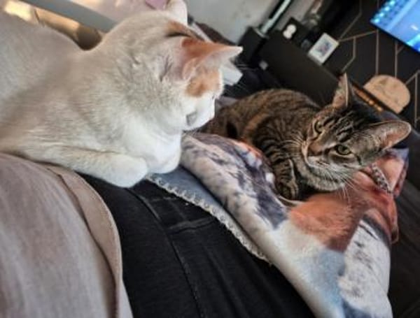 Milly die Schüchterne