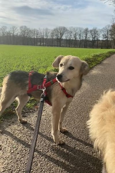 Kleine, zierliche Sunny ❤🐾