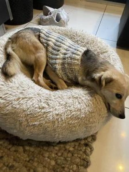 Kleine, zierliche Sunny ❤🐾