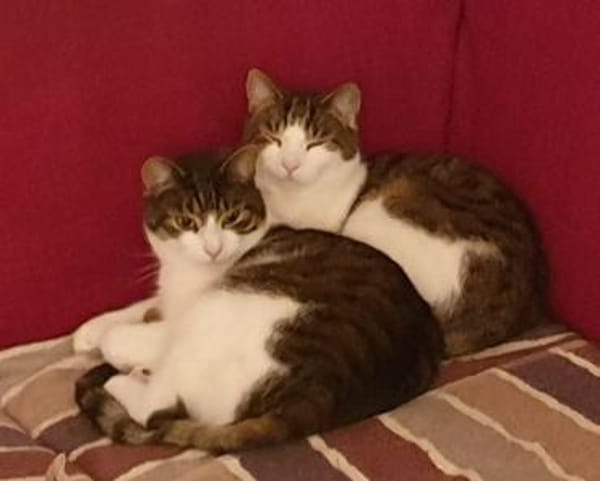 Graue Tigerbrüder Findus & Filou