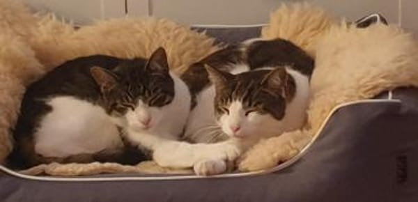 Graue Tigerbrüder Findus & Filou