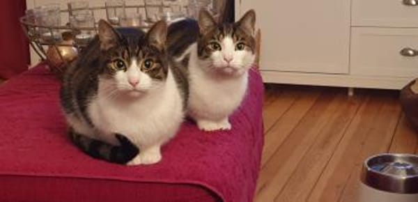 Graue Tigerbrüder Findus & Filou