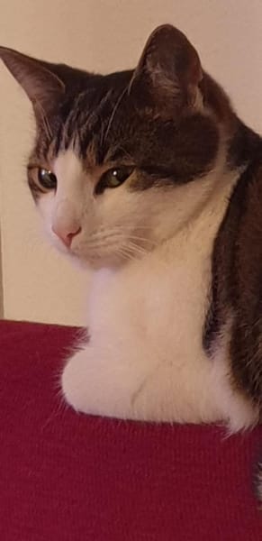 Graue Tigerbrüder Findus & Filou