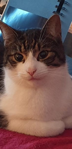 Graue Tigerbrüder Findus & Filou