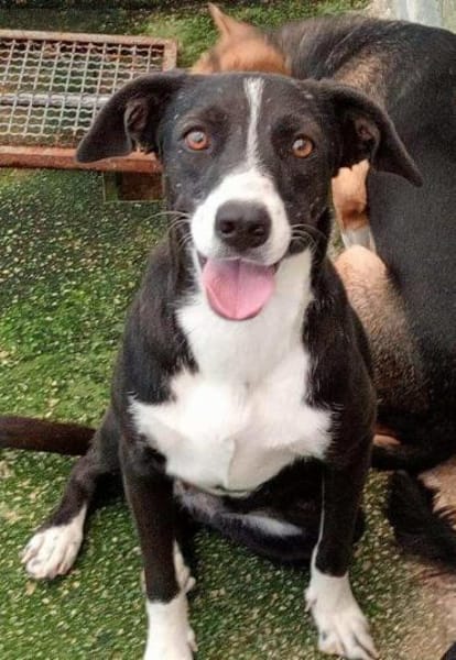 Macchietta in der Tierherberge Donzdorf