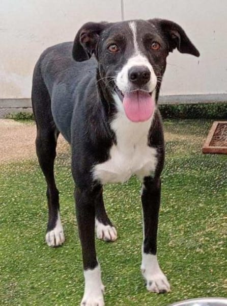 Macchietta in der Tierherberge Donzdorf