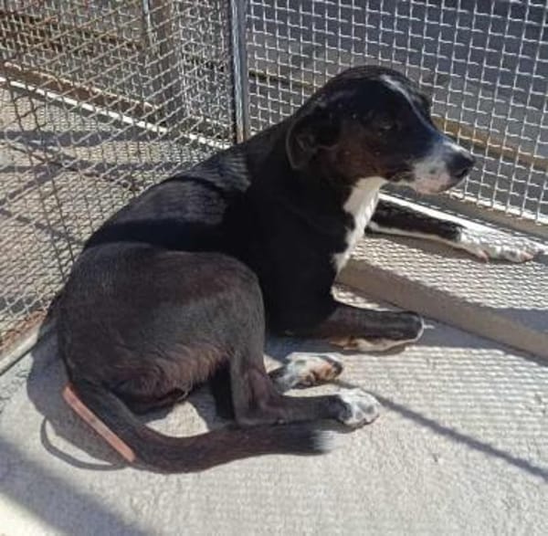 Macchietta in der Tierherberge Donzdorf