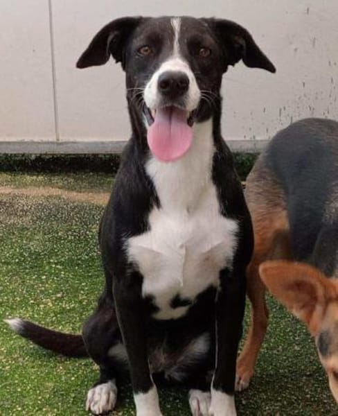 Macchietta in der Tierherberge Donzdorf