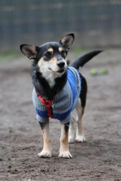 Mina sucht ihr für immer zu Hause...