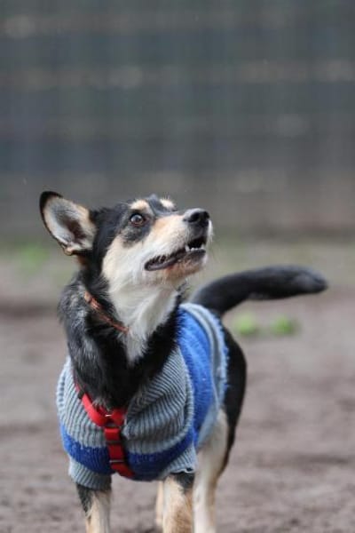 Mina sucht ihr für immer zu Hause...