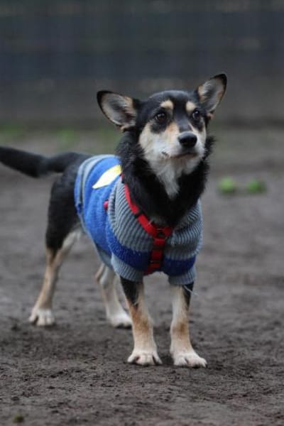 Mina sucht ihr für immer zu Hause...