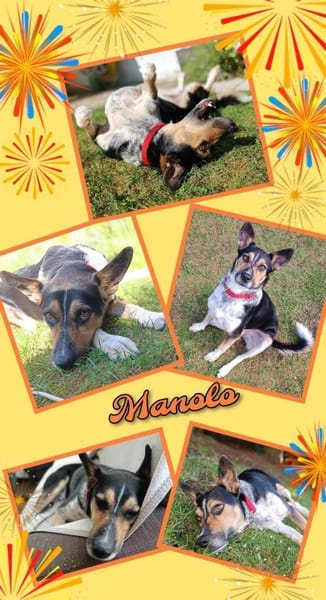 Toller Manolo geht auf Körbchensuche!