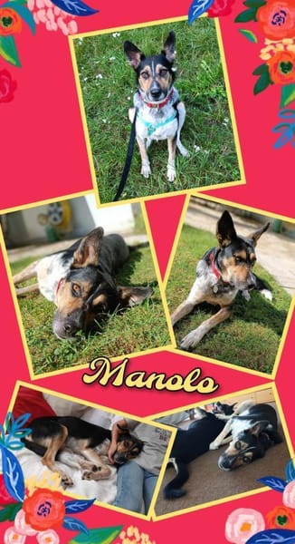 Toller Manolo geht auf Körbchensuche!