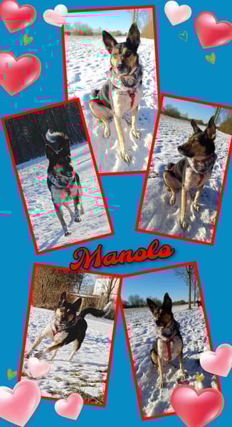 Toller Manolo geht auf Körbchensuche!