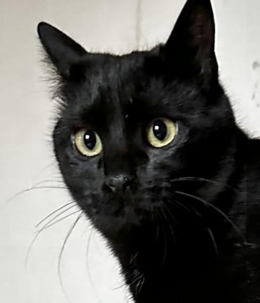 Mr. Jackson der Schmusekater!