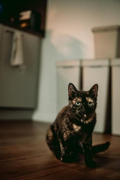 Butterfly- zart, sanft