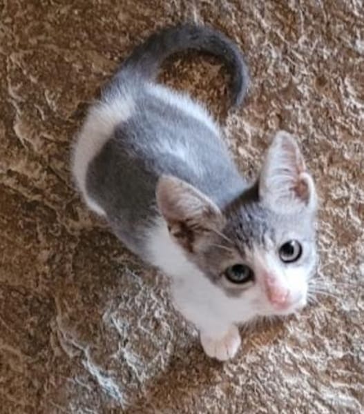 Findelkind Findus sucht sein Glück