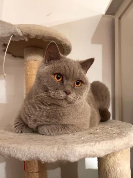 gechillte BKH Mixe Coco u. Harley bei WI