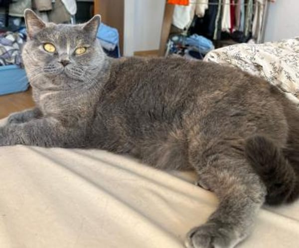 gechillte BKH Mixe Coco u. Harley bei WI