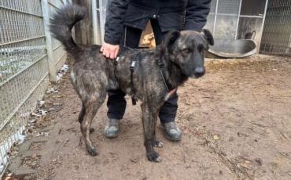 Schenkst du Bärt ein neues Leben?