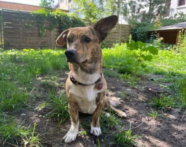 Wer möchte Pinocchio kennenlernen?