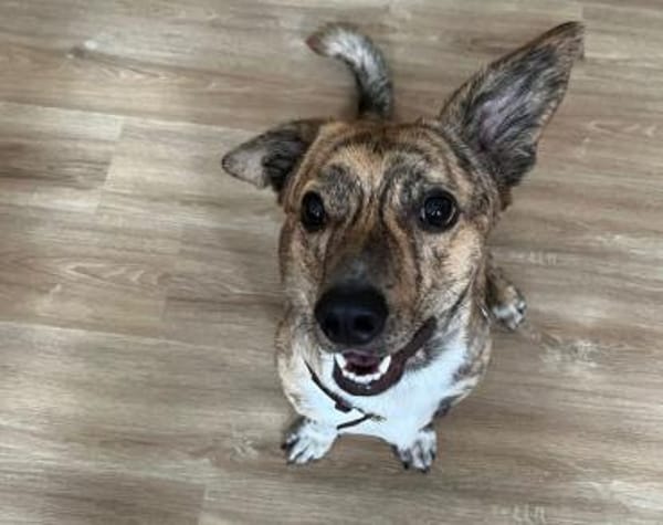 Wer möchte Pinocchio kennenlernen?