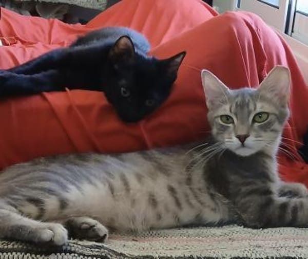 Kleine Mio sucht ihr Glück!