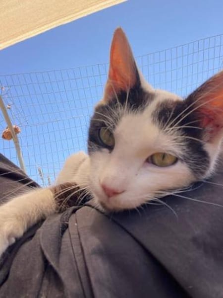 Adriou möchte endlich Kater sein!