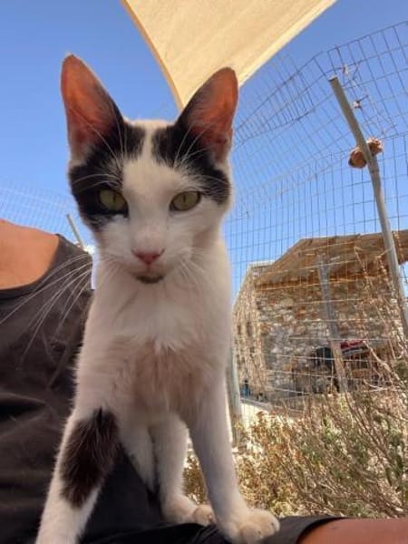 Adriou möchte endlich Kater sein!