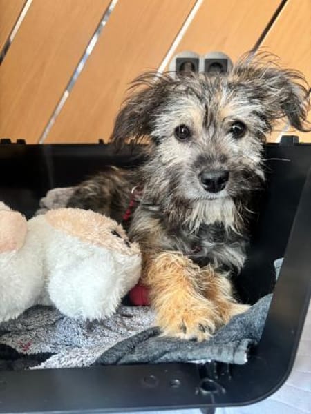 Holly - kleine Strubbelmaus....