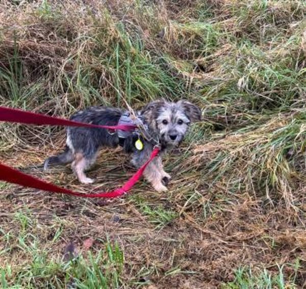 Holly - kleine Strubbelmaus....