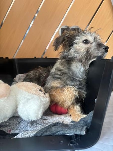 Holly - kleine Strubbelmaus....