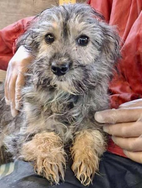 Holly - kleine Strubbelmaus....