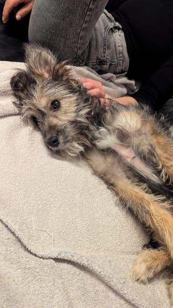 Holly - kleine Strubbelmaus....