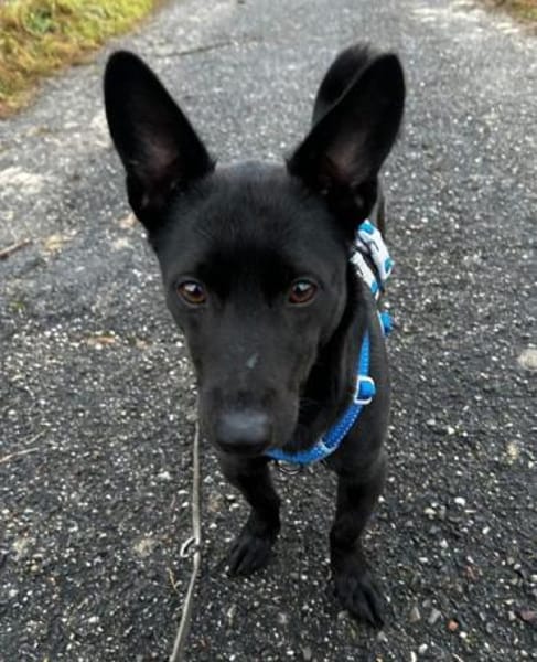 Porto, geb. ca. 01/2025, 79576 Weil a. R