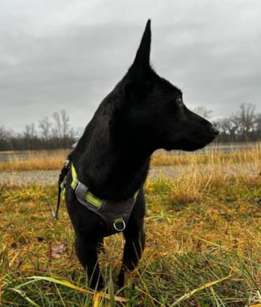 Porto, geb. ca. 01/2025, 79576 Weil a. R