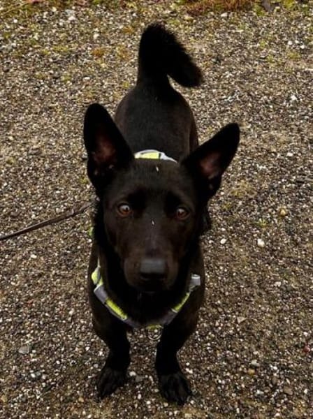 Porto, geb. ca. 01/2025, 79576 Weil a. R