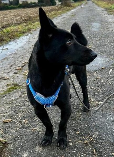 Porto, geb. ca. 01/2025, 79576 Weil a. R