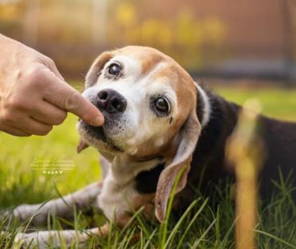 KYRA- EINE ECHTE TIERSCHUTZSEELE