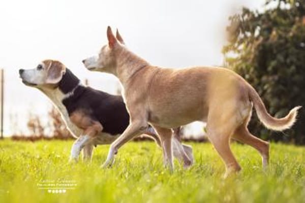 KYRA- EINE ECHTE TIERSCHUTZSEELE