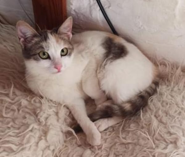 Sonnenschein Mina sucht Zuhause