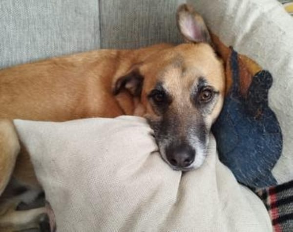 Wer hat ein freies Körbchen für Lasar?