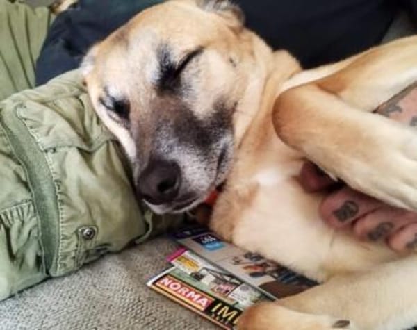 Wer hat ein freies Körbchen für Lasar?