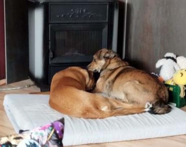 Wer hat ein freies Körbchen für Lasar?