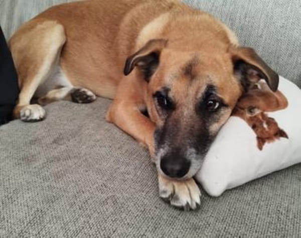 Wer hat ein freies Körbchen für Lasar?