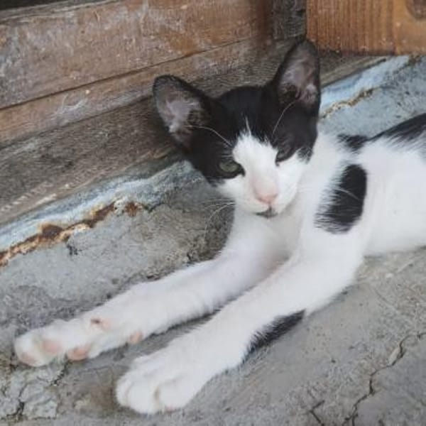 Kleiner Multi sucht Zuhause!