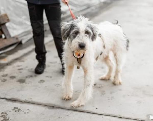 Schenkst du Carmen ein Zuhause?