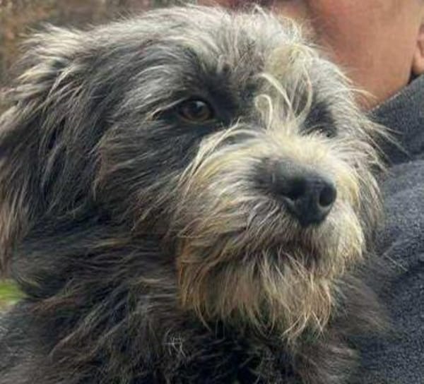 Murphy, Jungspund sucht Körbchen