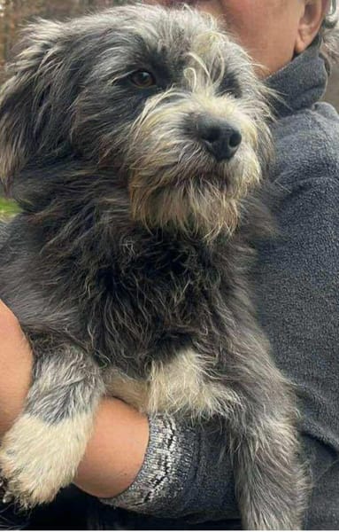 Murphy, Jungspund sucht Körbchen